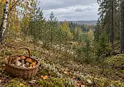Где собирать грибы в Подмосковье
